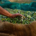Olive  ~ Basic Vocabulary             All levels
