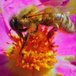 Honey ~Basic Vocabulary  Age 4+