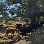 Milk ~ Basic Vocabulary Age 4+